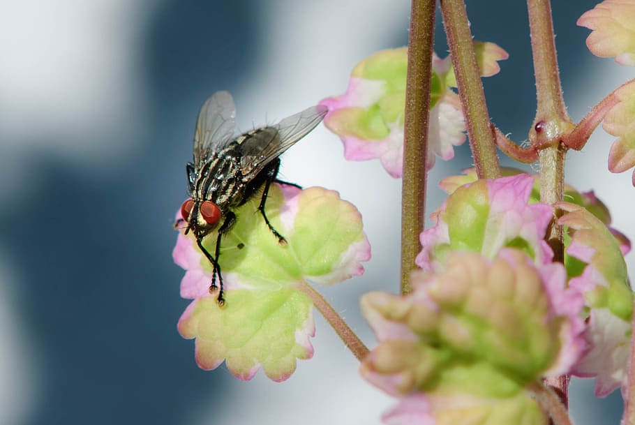 housefly, macro, insect, close, wing, compound eyes, animal HD wallpaper