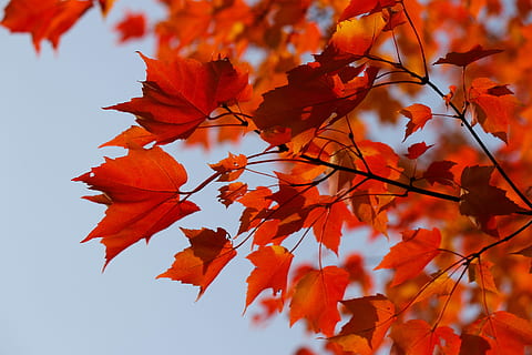 orange Maple leafs during day time, tree, autumn, yellow, red HD wallpaper