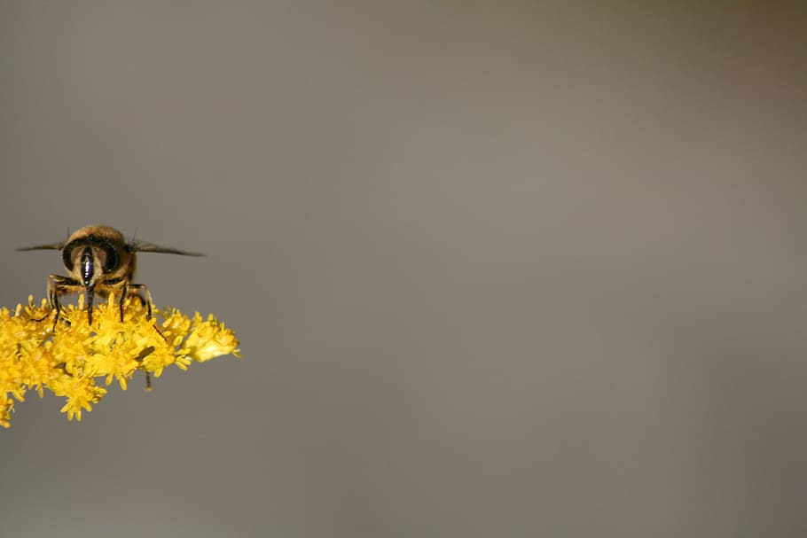 hover fly, nature, insect, animal themes, one animal, copy space HD wallpaper