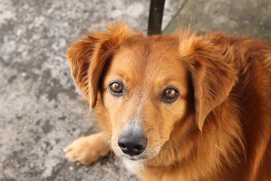 Dog, Animal, Head, pets, one animal, looking at camera, domestic animals HD wallpaper