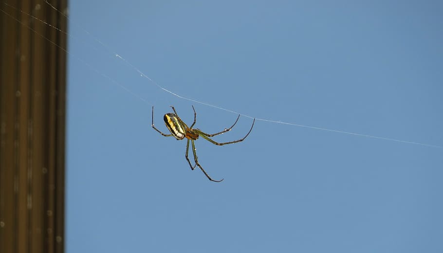 insects, nature, area, kettle, quindio, spider, spider Web HD wallpaper