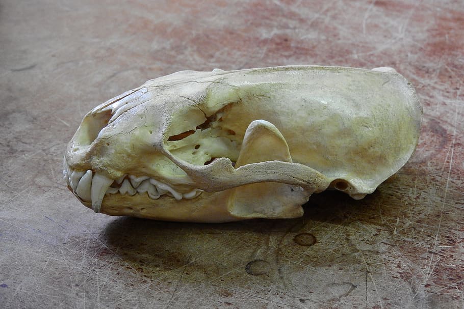 Skull, Skeleton, Bone, Teeth, Anatomy, no people, one animal HD wallpaper