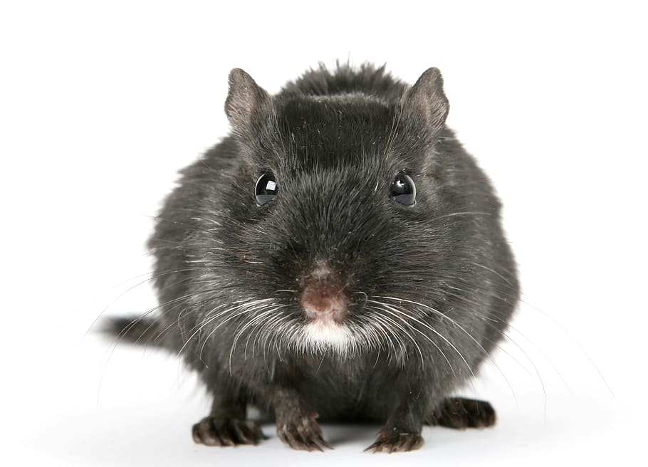 black rodent, animal, attractive, beautiful, boy, brown, close
