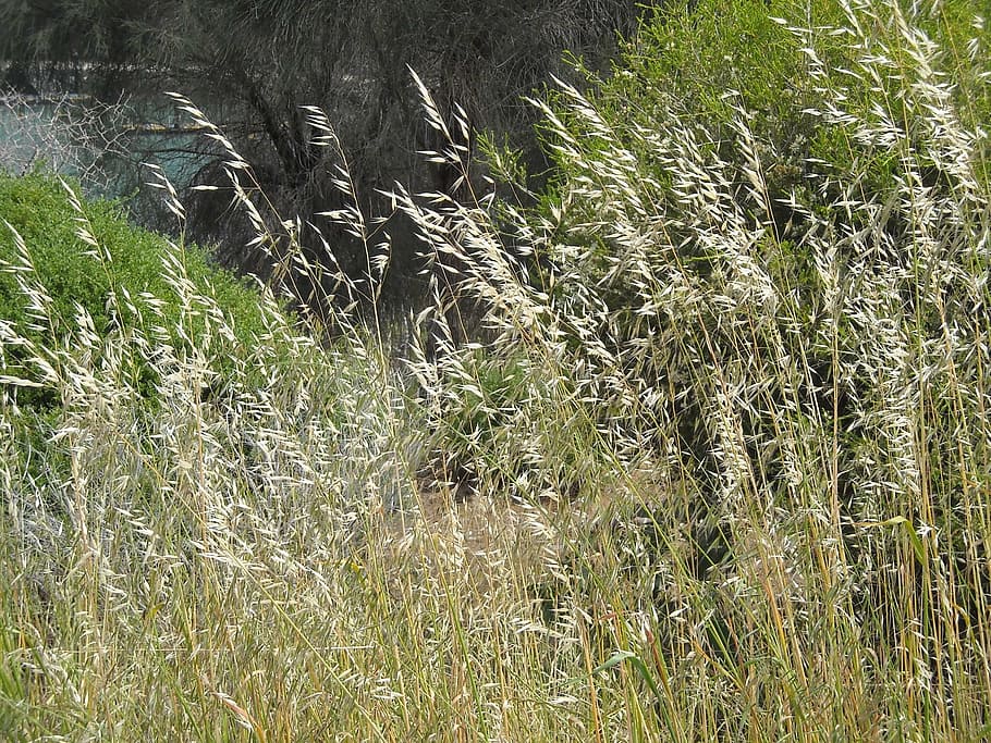 grasses, wheat, nature, plants, cereal, sway, field, growth HD wallpaper