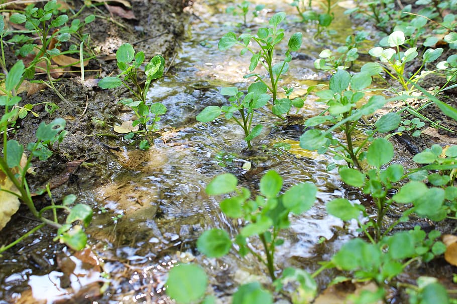 water, river, landscape, stream, summer, forest, nature, outdoor HD wallpaper