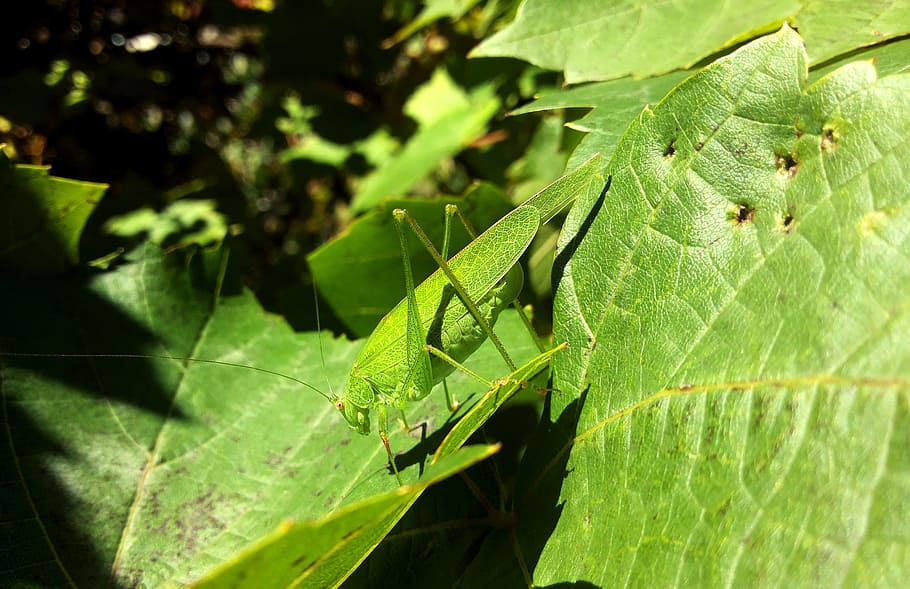 grasshopper, green, macro, bug, wildlife, insect, leaf, plant part HD wallpaper