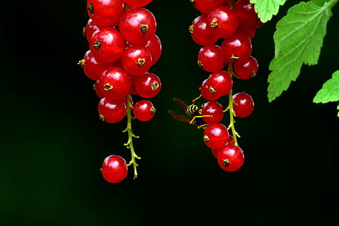 Currants, Red Currant, Fruit, garden currant, berries, fruits HD wallpaper