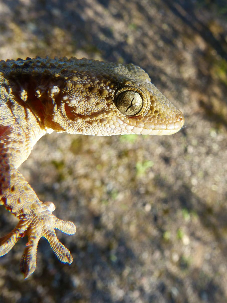 Gecko, Lizard, Reptile, animal, wildlife, nature, close-up HD wallpaper