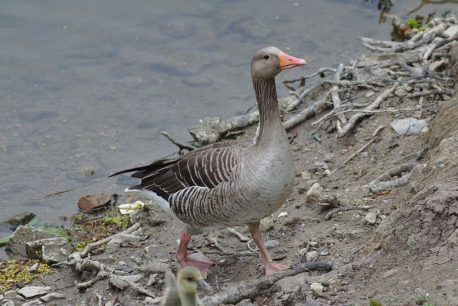 Goose, Head, Water, Plumage, bill, animal, creature, nature HD wallpaper