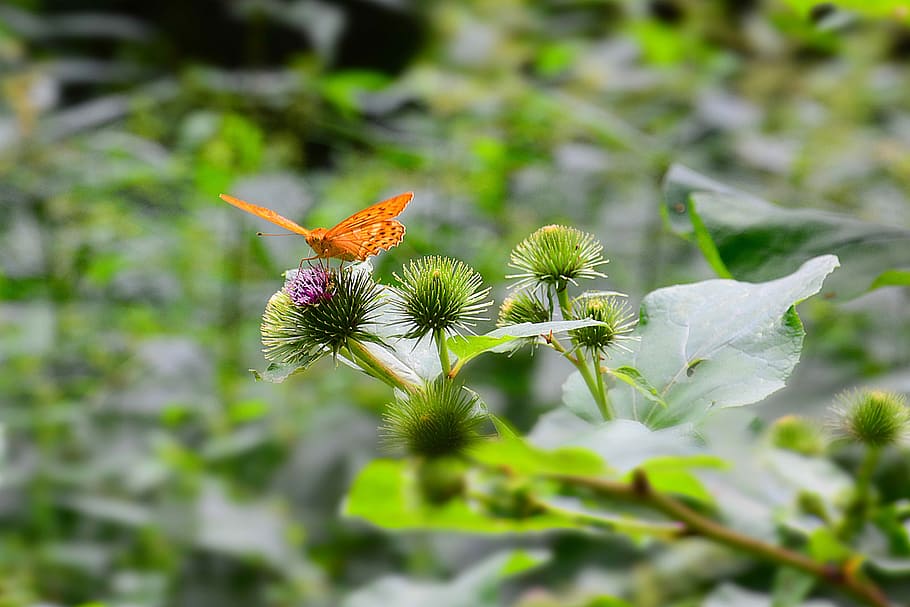 Butterfly, Nature, Macro, flower, plant, close-up, green Color HD wallpaper