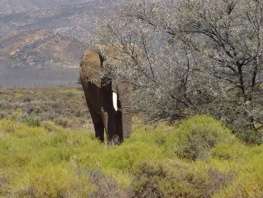 elephant, pachyderm, fauna, tree, plant, land, nature, field HD wallpaper