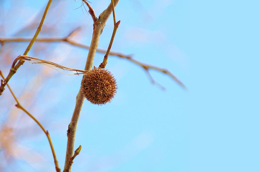 nature, button, winter, air, copyspace, plant, beauty in nature, HD wallpaper