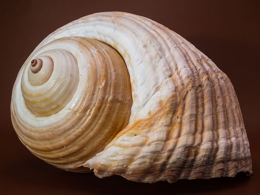 shell, snail, close, studio shot, animal shell, seashell, pattern HD wallpaper