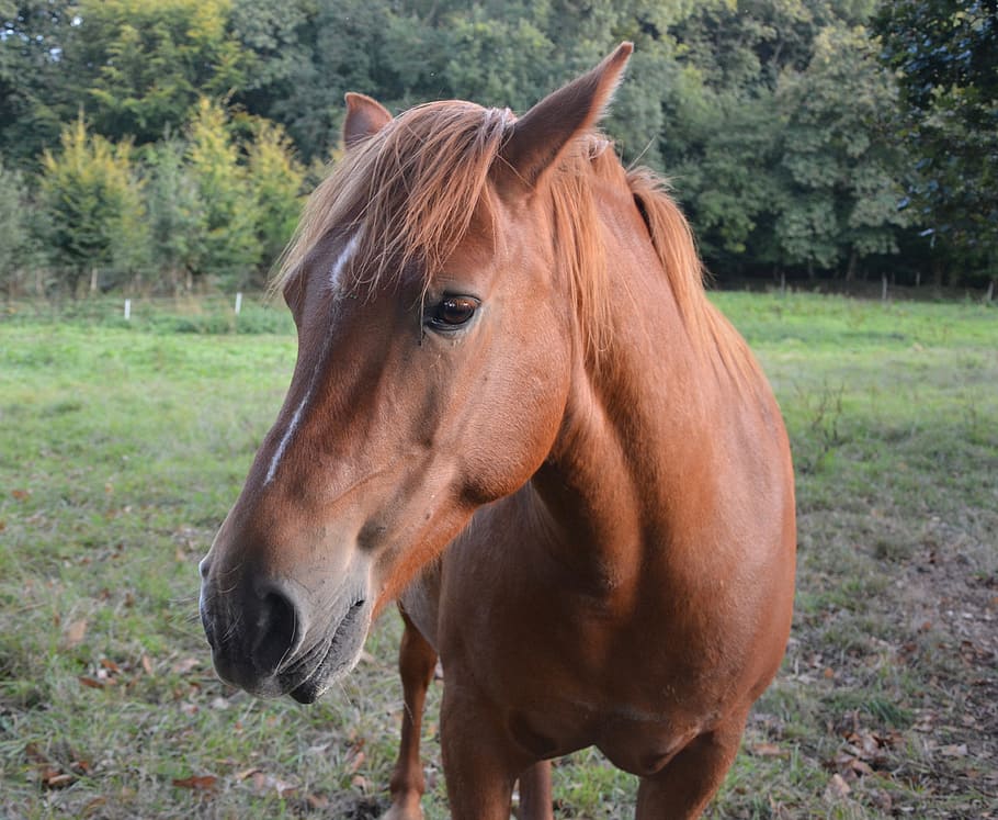 horse, mare, portrait, head, animal, nature, mane, ruminant HD wallpaper