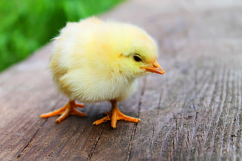 yellow chick, easter, chicks, baby, beautiful, sweet, cute HD wallpaper