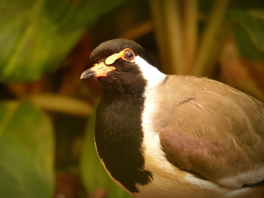 Bird, Lapwing, Plumage, bill, animal world, poultry, nature HD wallpaper