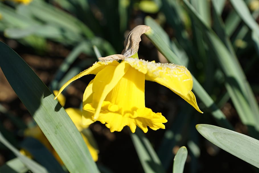 Daffodils, Flower, Yellow, Macro, Nature, green, spring, ice HD wallpaper