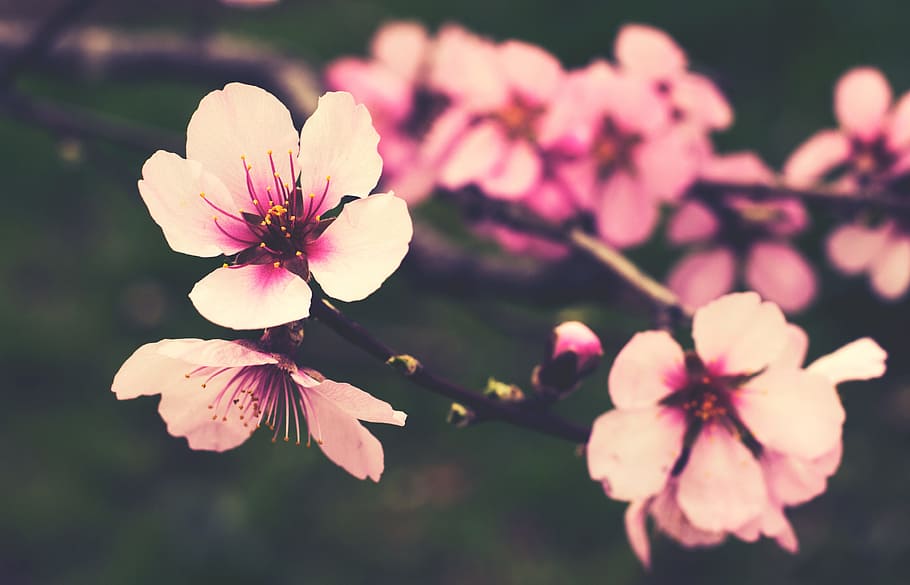 pink and white cherry blossom tree plant, flower, soft, petals HD wallpaper