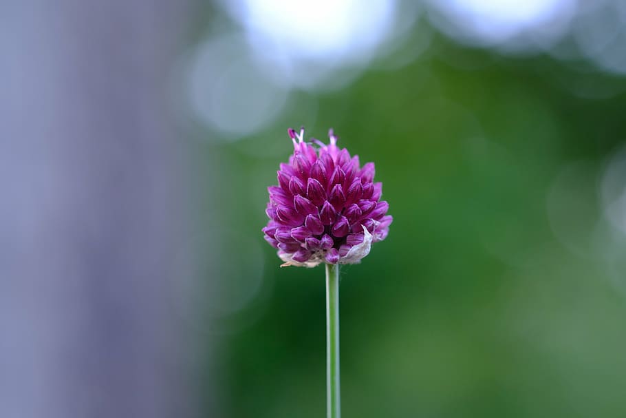 red clover, blossom, bloom, klee, nature, plant, meadow, flower HD wallpaper