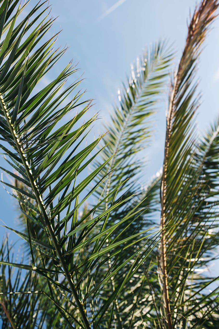 Green palm tree, summer, nature, sky, leaf, leaves, outdoors