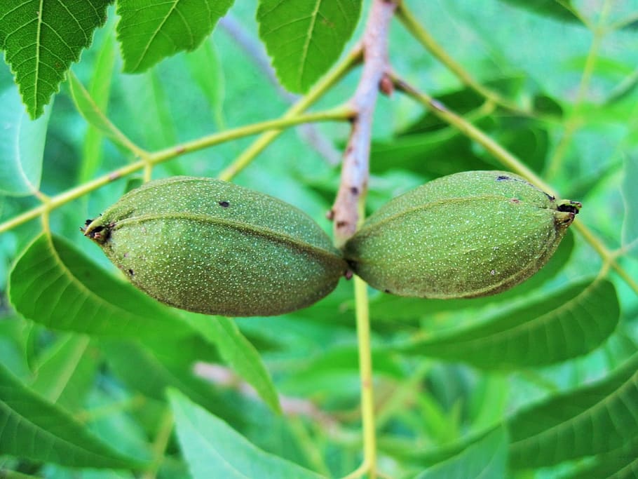 tree, nut, pecan, fruit, food, ripe, healthy, fresh, diet, vegetarian HD wallpaper