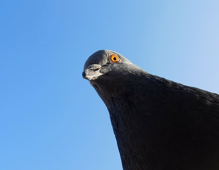 low angle photography of pigeon, dove, bird head, animal, creature, HD wallpaper