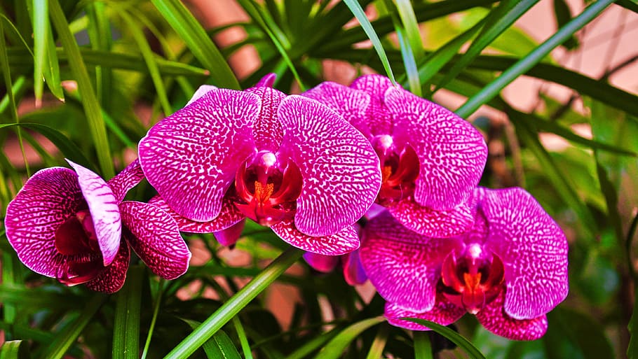 orchid, flower, spring, plant, flowering plant, growth, close-up HD wallpaper