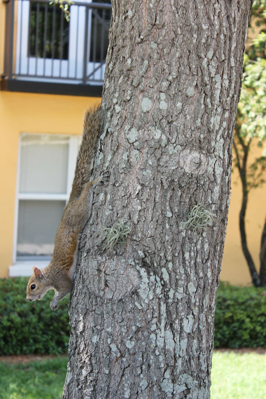 squirrel, animal, tree, nature, wildlife, cute, rodent, mammal HD wallpaper