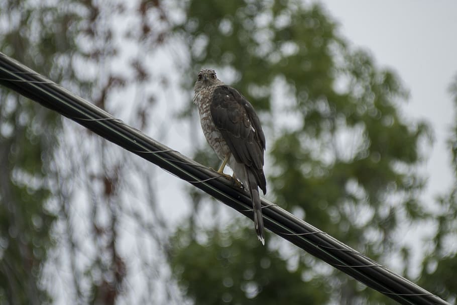 hawk, wildlife, nature, animal wildlife, animals in the wild HD wallpaper