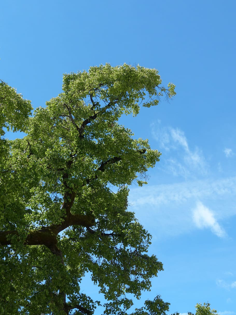 tree, branch, sky, green, blue, summer, summer resort, plant HD wallpaper