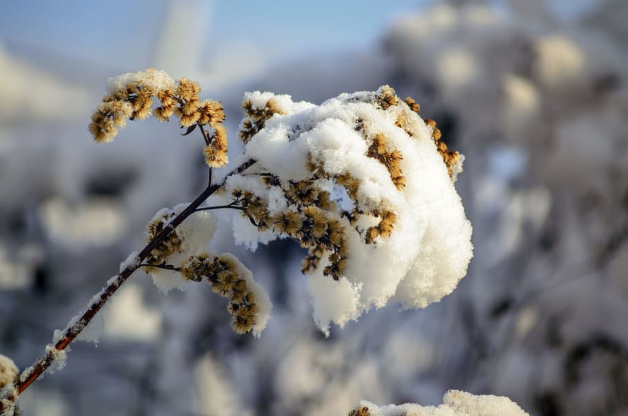 Winter, Cold, Snowy, Nature, Frost, snowcaps on, cold immobility HD wallpaper