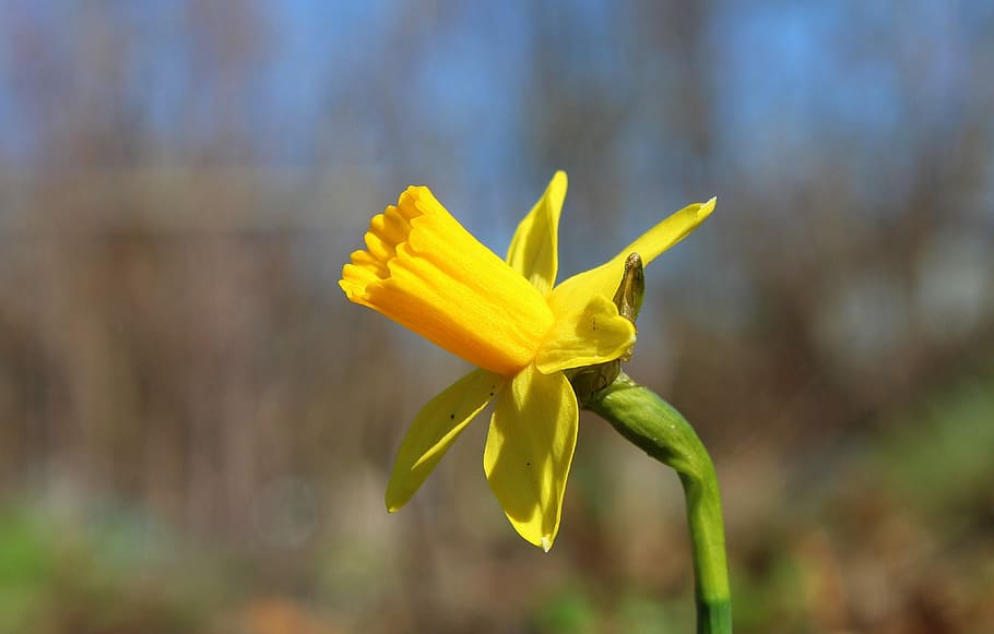 daffodil, spring flowers, april, yellow, nature, at the court of HD wallpaper