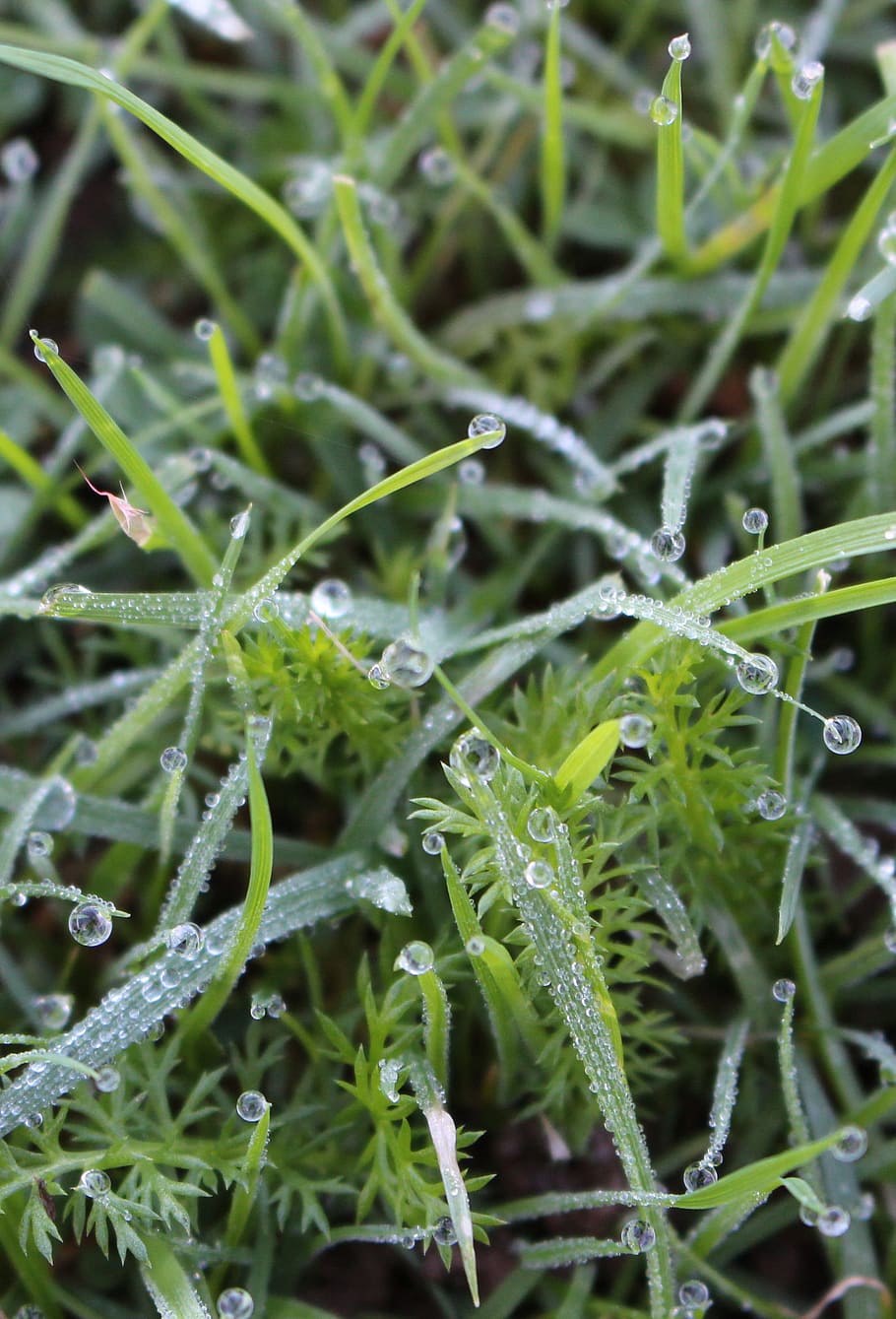 Dew, Grass, Water, green color, growth, vegetable, plant, full frame HD wallpaper