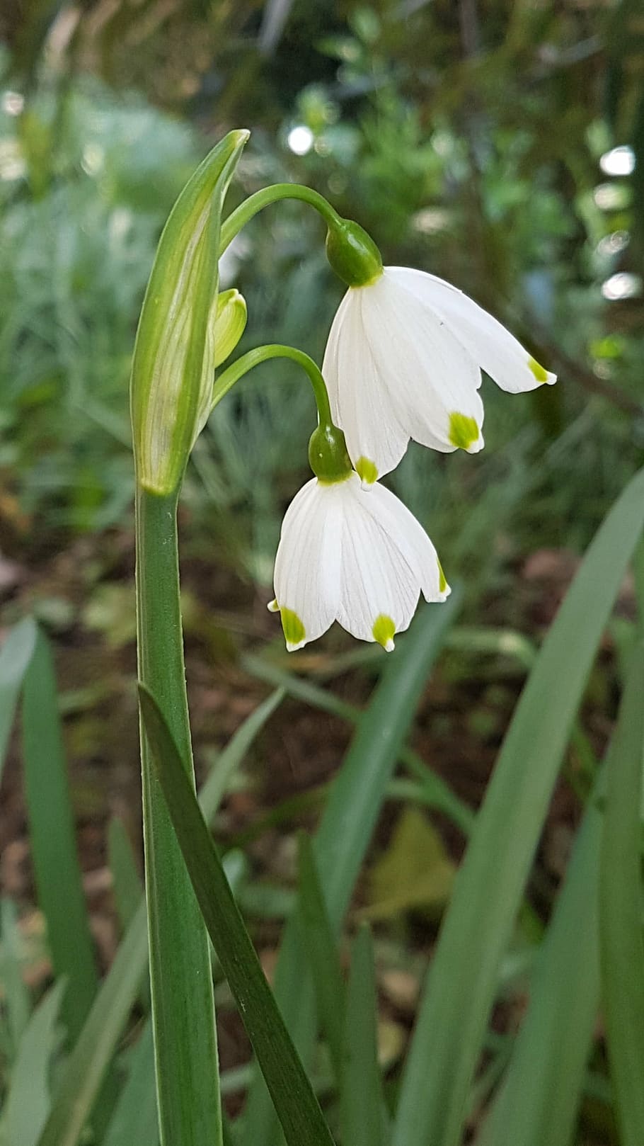 snowdrops, white, flower, spring, flowering plant, fragility HD wallpaper