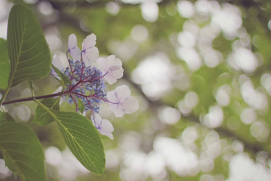 close up photography of white petaled flower, nature, tree, springtime HD wallpaper