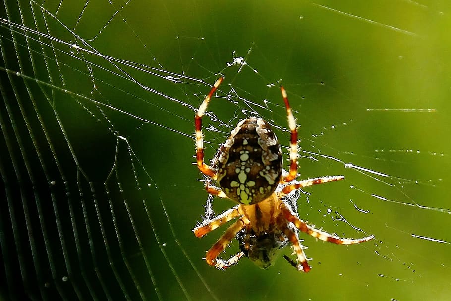 spider, spider webs, close, invertebrate, animal wildlife, animals in the wild HD wallpaper