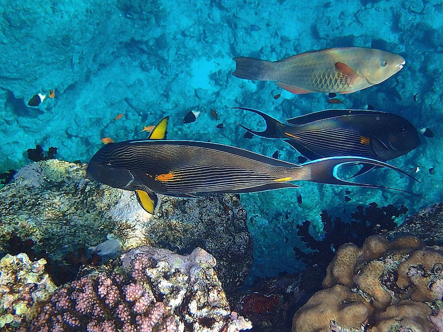black and silver fishes, Diving, Sea, Beach, Sun, summer, travel HD wallpaper