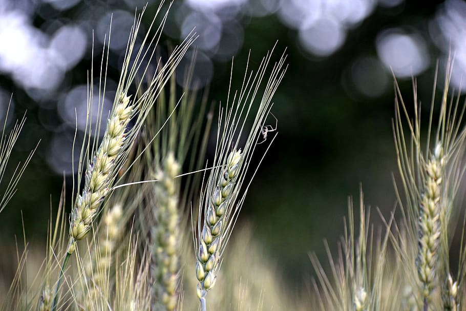 Цветок пшеницы. Пшеница фото. Рожь растение. Рожь ветроопыляемое растение. Natural harvest
