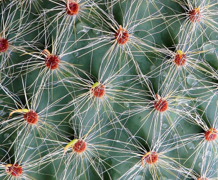 Cactus, Sting, Plant, Prickly, Close, texture, background, cactus blossom HD wallpaper