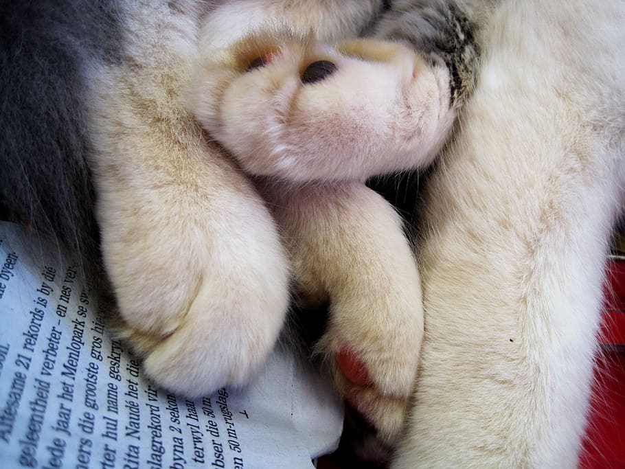 cat, paws, soft, plump, relaxed, white, mammal, animal, animal themes HD wallpaper