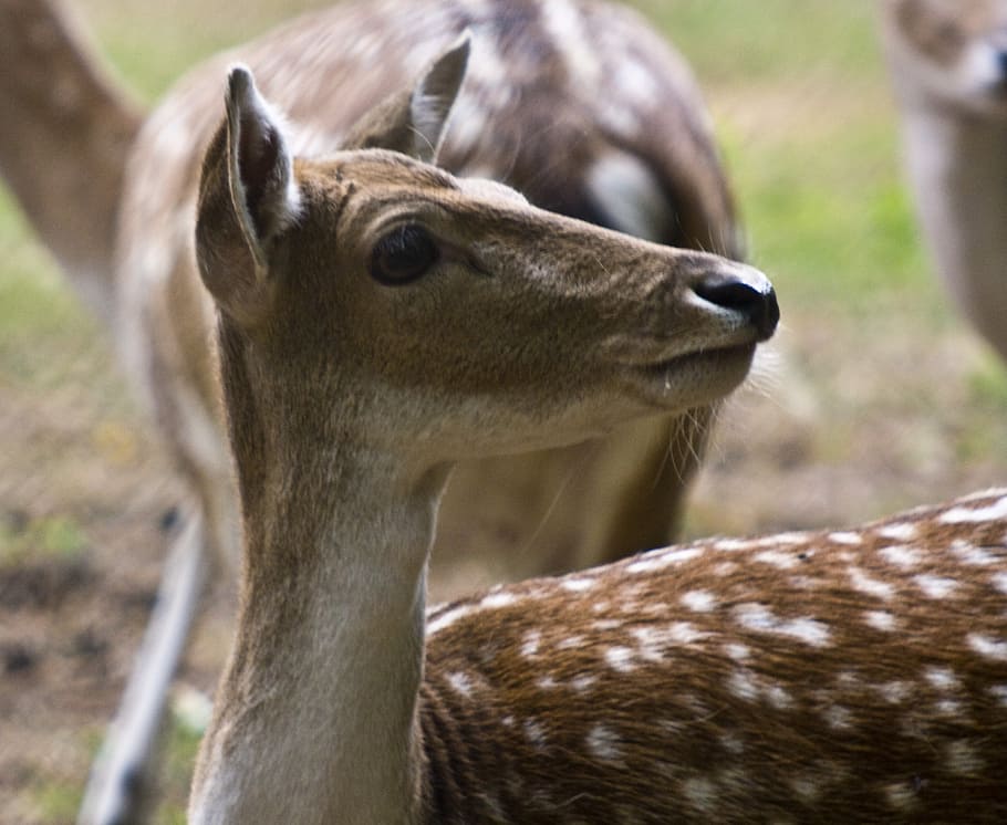 hirsch, fallow deer, ricke, forest, blade, flock, wild, wildlife park HD wallpaper