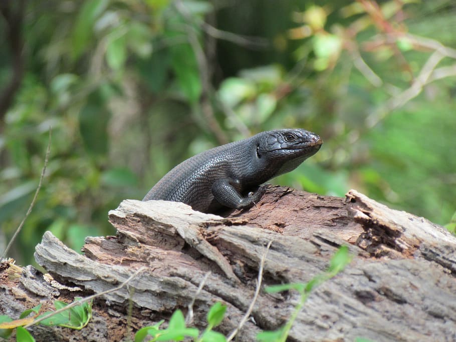 lizard, tree trunk, hide, nature, reptile, animal, reptiles HD wallpaper