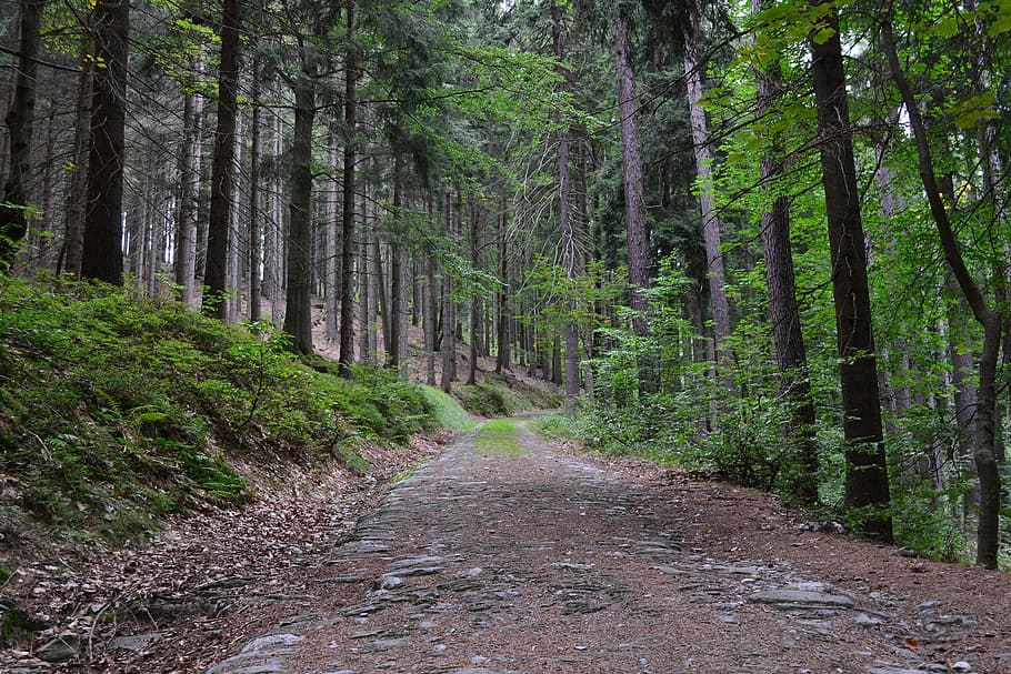 brown road across the trees during daytime, forest, path, stony HD wallpaper