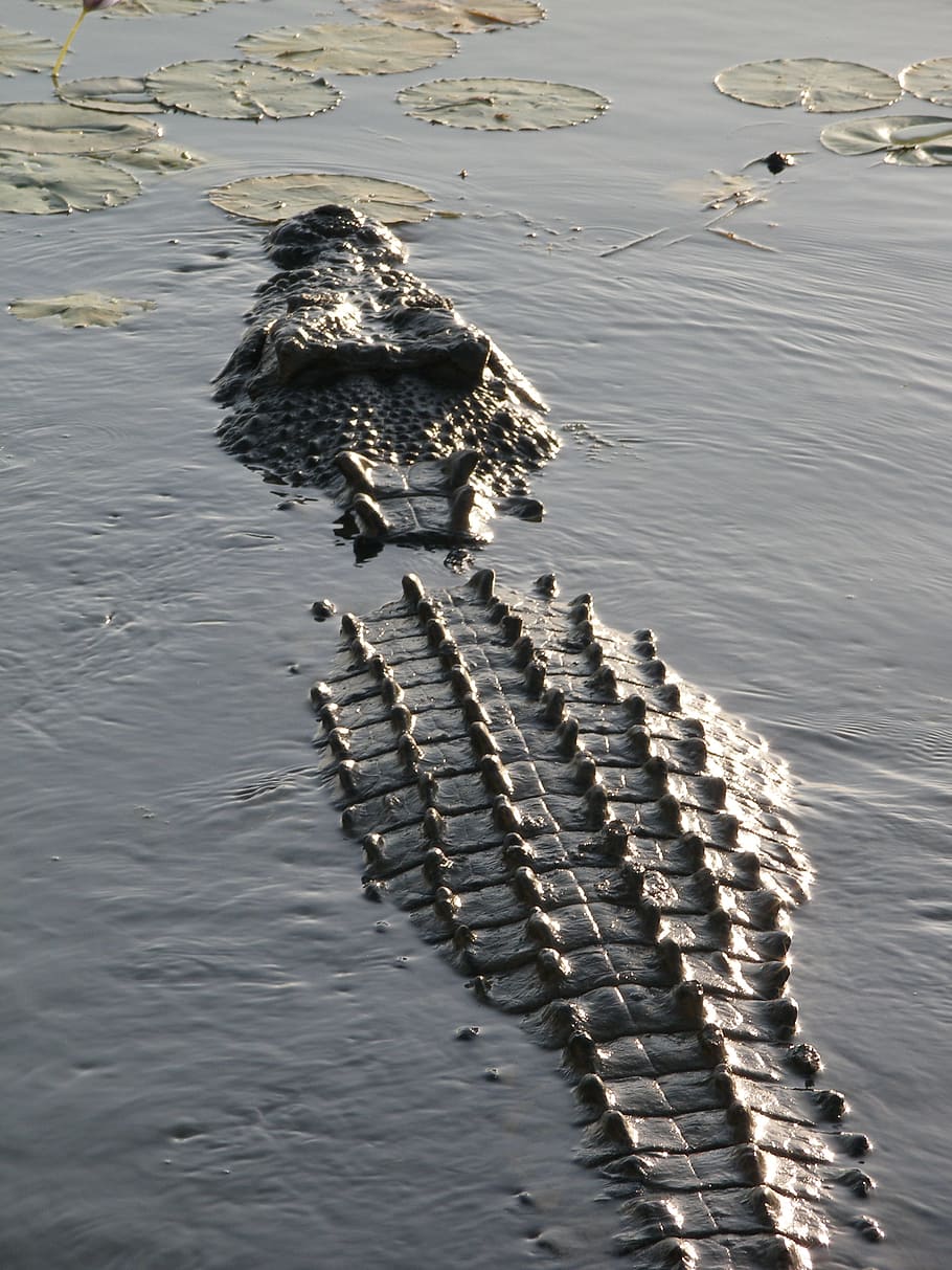 Crocodile on body of wate, salt water crocodile, australia, reptile