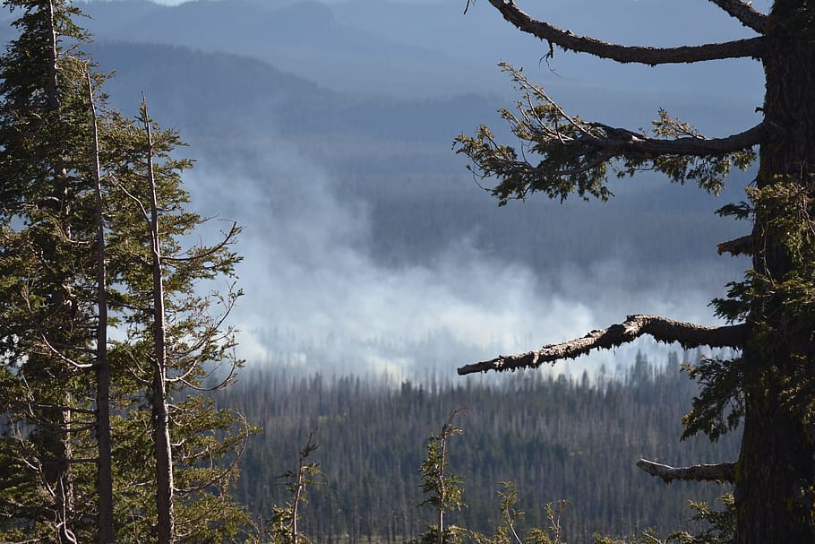 Wild Fire, Forest Fire, Oregon, natural, destruction, nature HD wallpaper