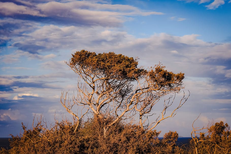 tree, sky, clouds, landscape, nature, afternoon, cavo greko HD wallpaper
