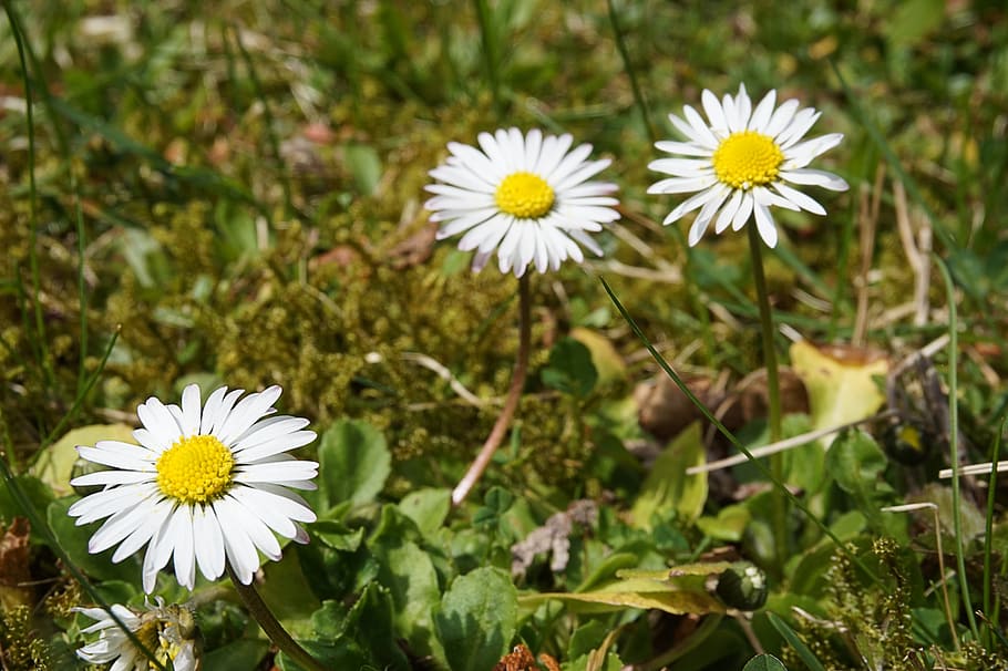 Daisy, Flower, White, Spring, Close, plant, nature, summer HD wallpaper