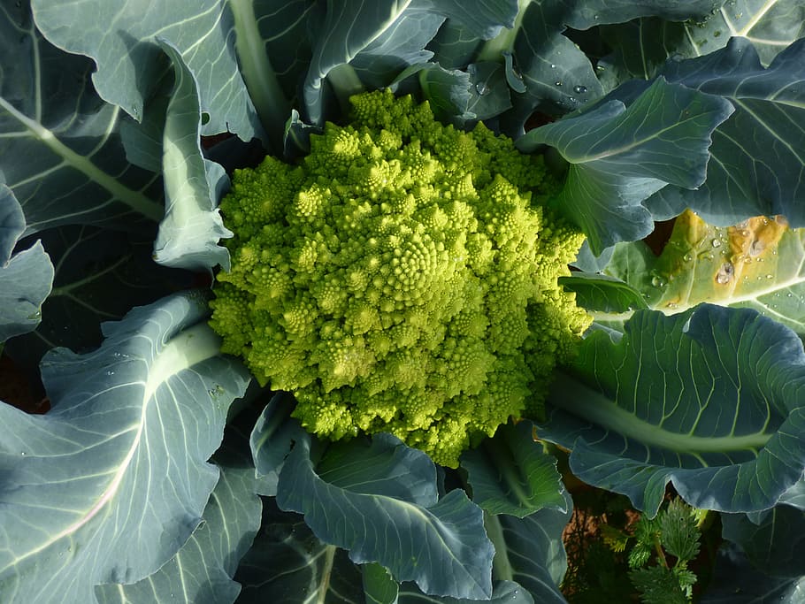Broccoli, Romanesco, Vegetable, Cabbage, food, organic, green HD wallpaper