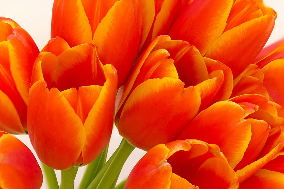 flower, tulip, orange, floral, bloom, natural, colorful, bouquet HD wallpaper