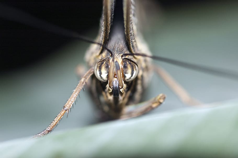 butterfly, lepidoptera, insect, macro, eyes, animal, front view HD wallpaper